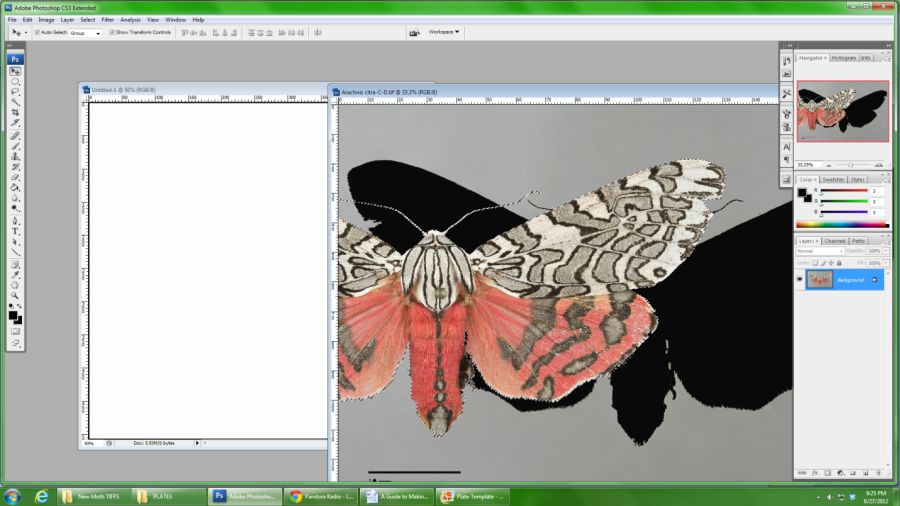 Moving the cropped moth to a new file