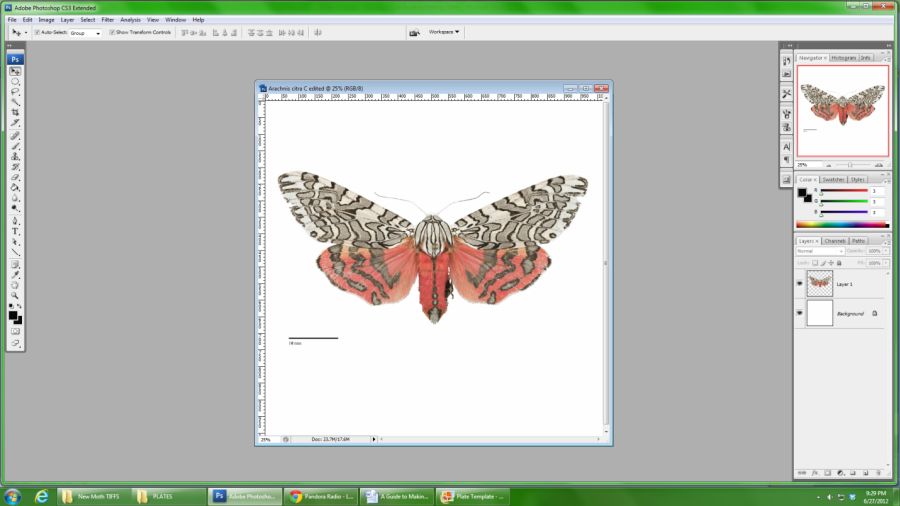 Cropped moth on transparent background