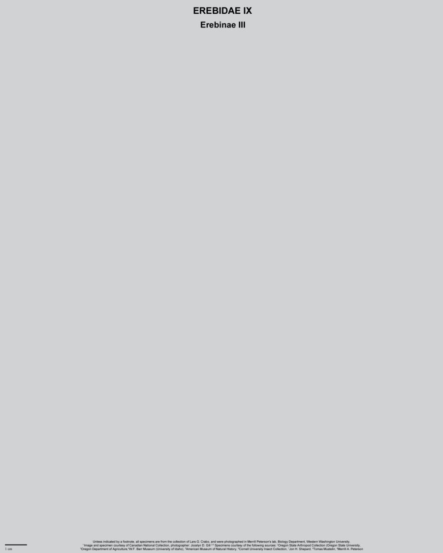Plate template with title, subtitle, and footer