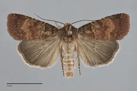 Abagrotis apposita