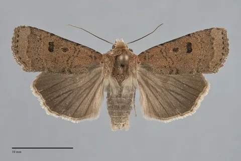 Abagrotis baueri