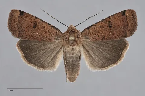 Abagrotis cupida