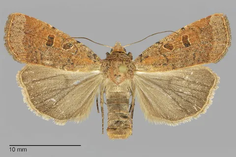 Abagrotis dickeli