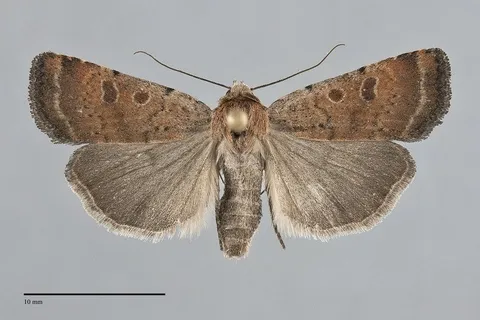 Abagrotis dodi
