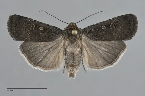 Abagrotis duanca