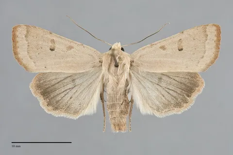 Abagrotis erratica