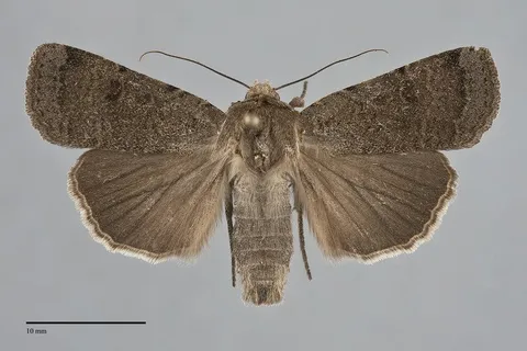 Abagrotis forbesi