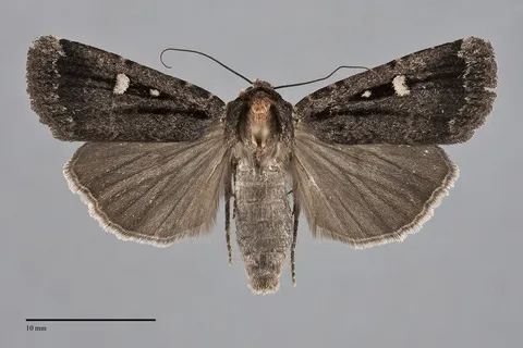 Abagrotis glenni