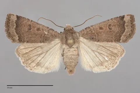 Abagrotis hermina