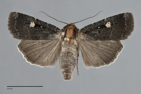Abagrotis mirabilis