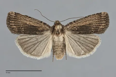 Abagrotis nanalis