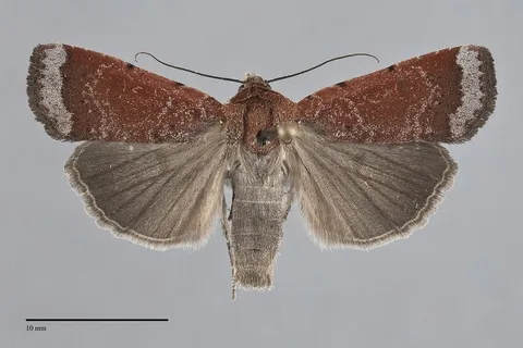 Abagrotis nefascia
