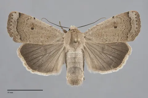 Abagrotis orbis