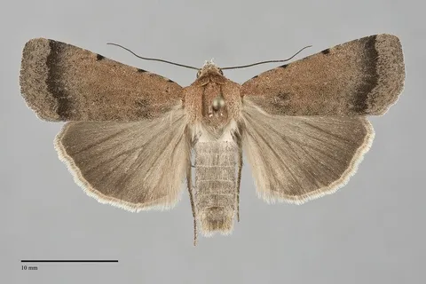 Abagrotis petalama