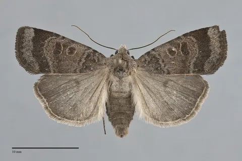 Abagrotis placida