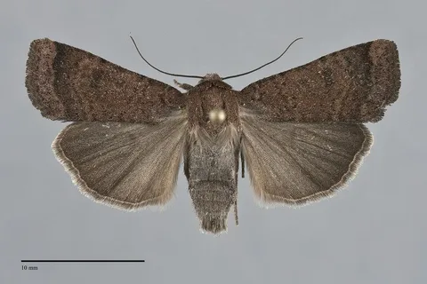 Abagrotis reedi