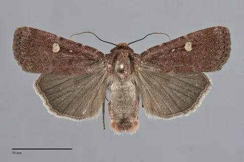Abagrotis rubricundis