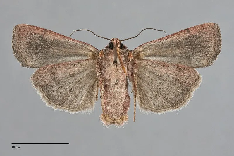 Abagrotis rubricundis