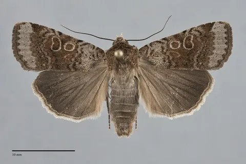 Abagrotis scopeops
