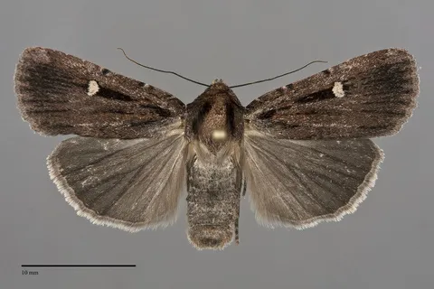 Abagrotis striata