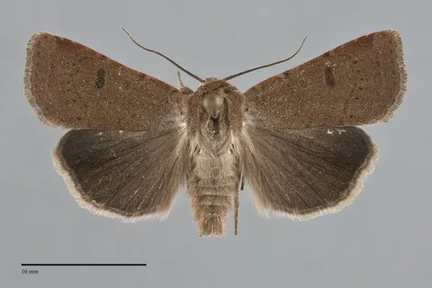 Abagrotis trigona