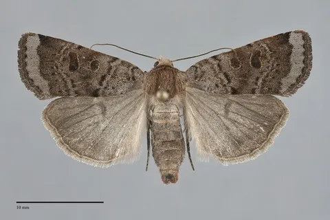 Abagrotis turbulenta