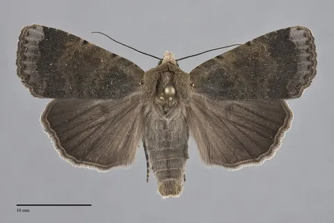 Abagrotis variata