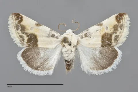 Acontia coquillettii