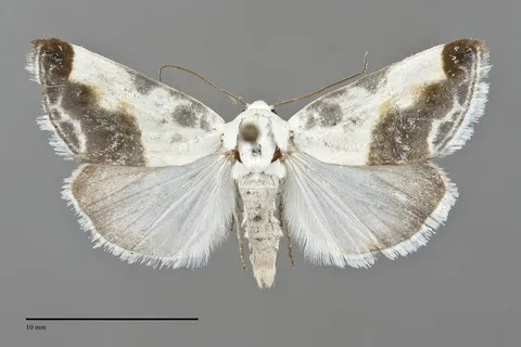 Acontia cretata