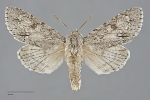 Acronicta americana
