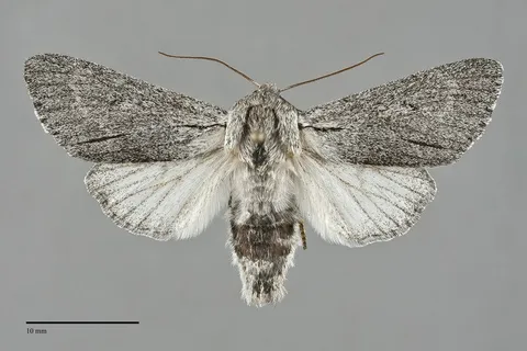 Acronicta cyanescens