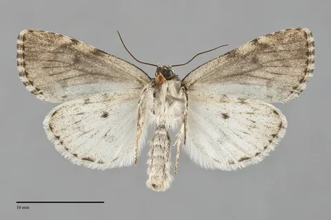 Acronicta fragilis