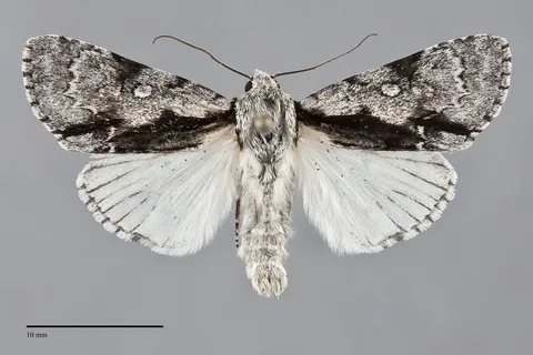 Acronicta funeralis