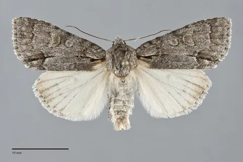 Acronicta grisea