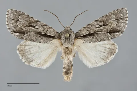 Acronicta hasta