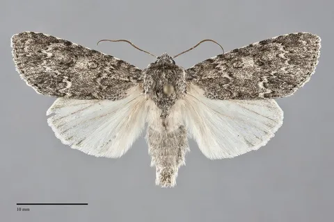 Acronicta impleta