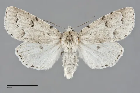 Acronicta innotata