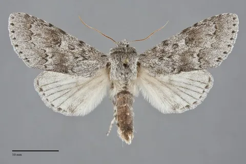 Acronicta insita