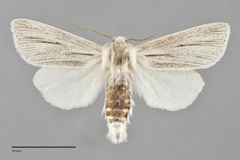 Acronicta insularis