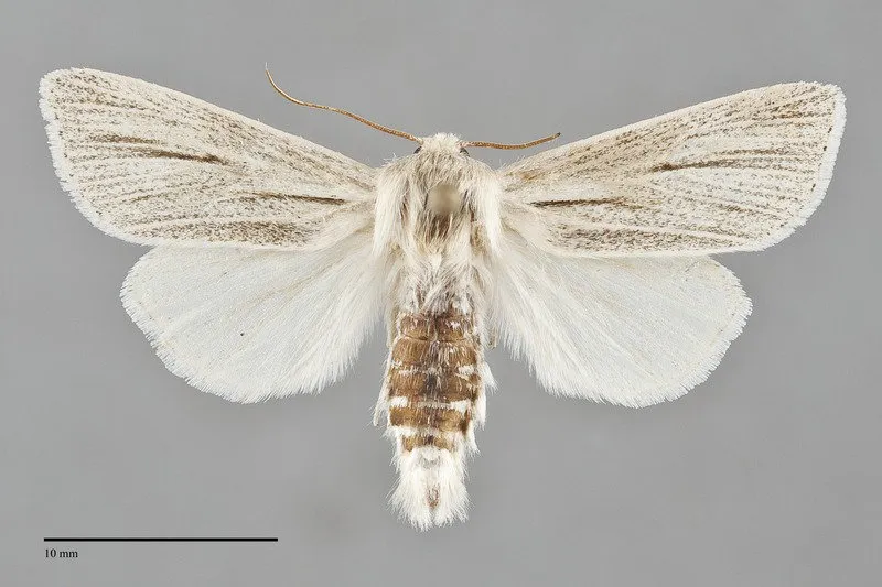 Acronicta insularis
