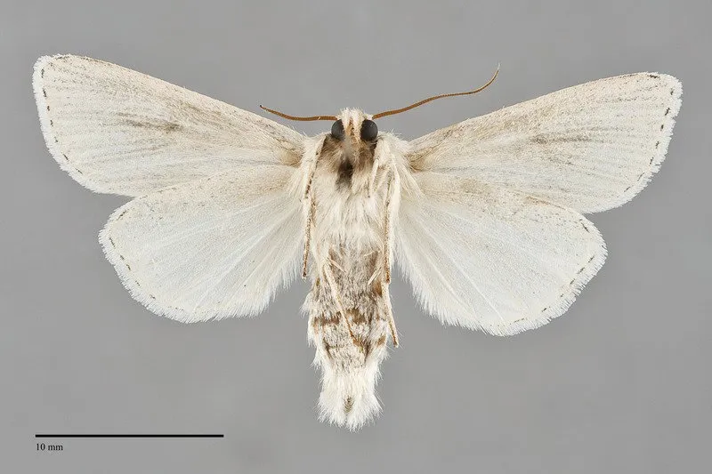 Acronicta insularis