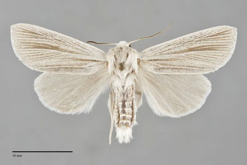 Acronicta insularis