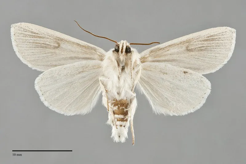 Acronicta insularis