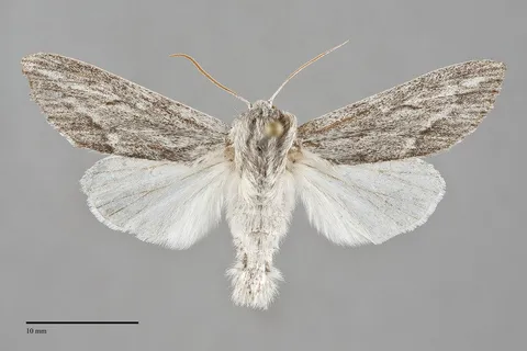 Acronicta lanceolaria