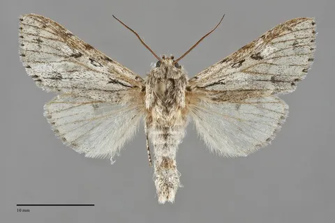 Acronicta lepusculina