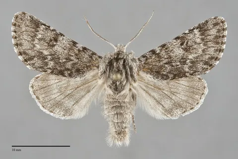 Acronicta lupini