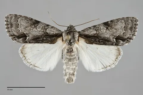Acronicta mansueta