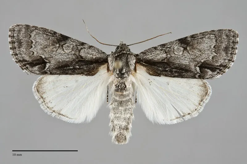 Acronicta mansueta