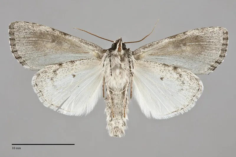 Acronicta mansueta
