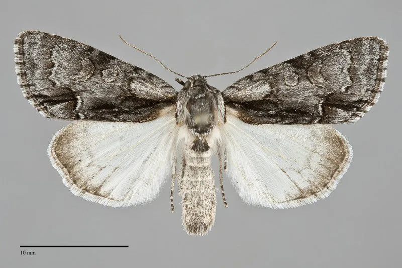 Acronicta mansueta